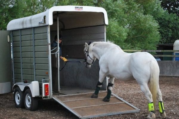 Grey horse being loaded into a trailer with a Dually Halter